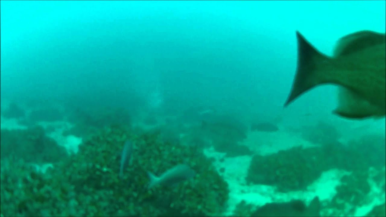 Gulf of Mexico Reef Fish YouTube