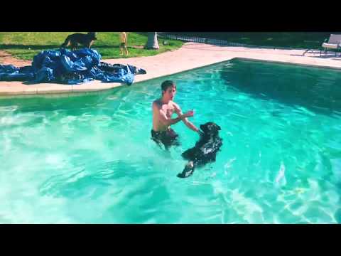 Teaching My Dog To Swim In One Session!