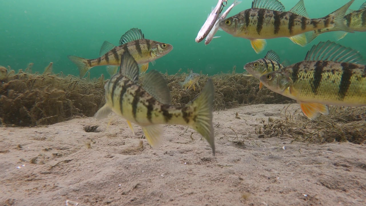 UNDERWATER EXPERIMENT part 1