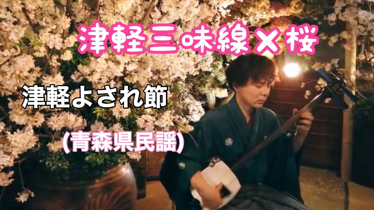 津軽三味線×桜] 津軽よされ節 Japanese Shamisen × Cherry blossom