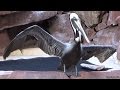 Fancy birds. Flamingo Hotel in Las Vegas - YouTube