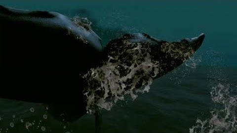 Whale Encounter Stranded Deep