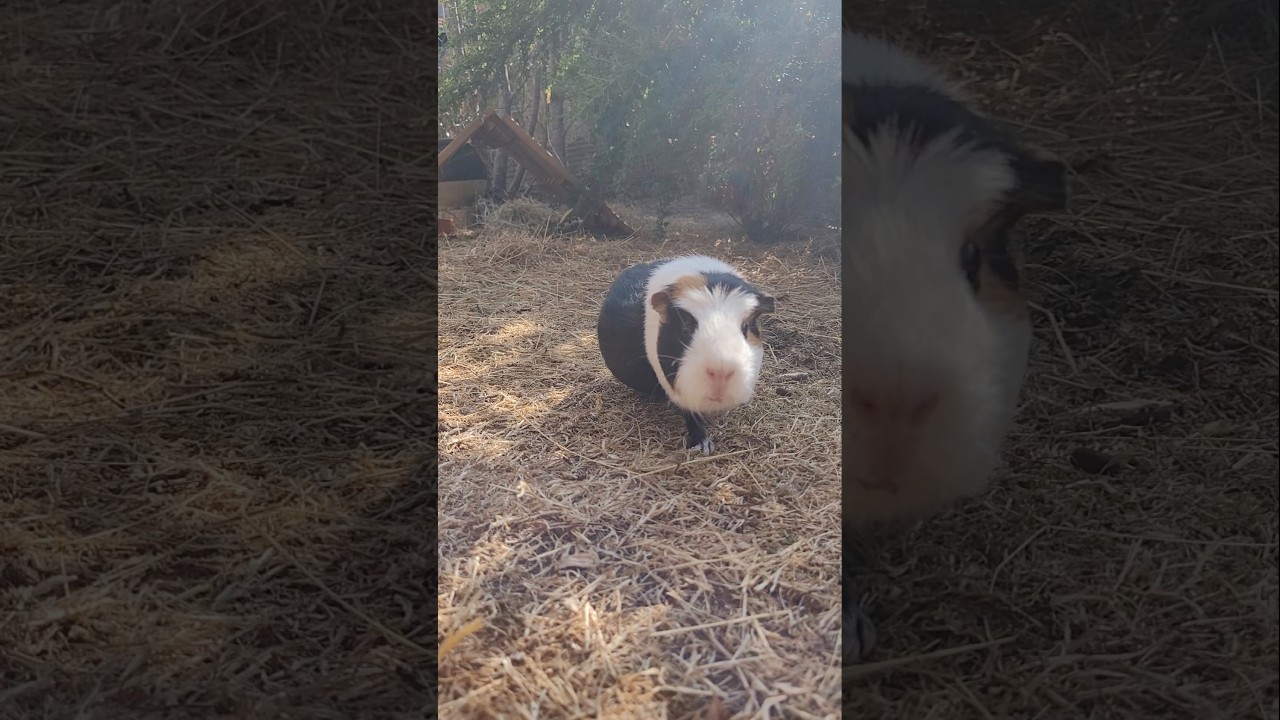 Breakfast tomatoes in the garden #guineapig #freerange #adoptdontshop #rescuepets #cute