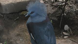 カンムリバトの剥製 Blue crowned pigeon (Chiba Zoological Park, Chiba, Japan) December