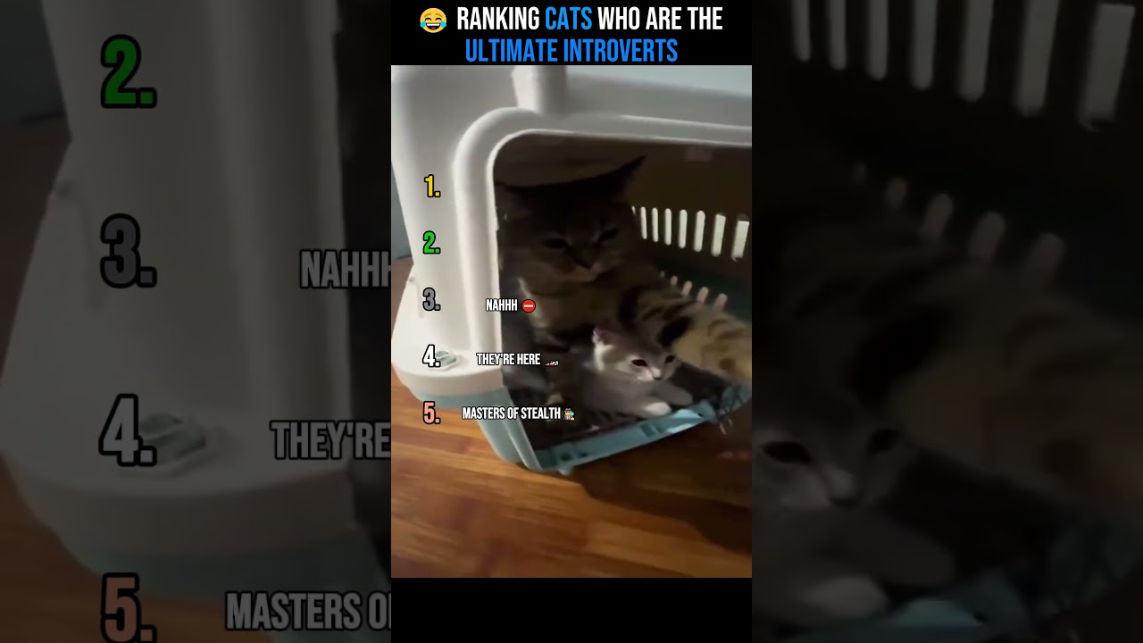 😂 Ranking Cats Who Are the Ultimate Introverts #catvideos #cat #cats #viral #funny #fyp 😂 Ranking Cats Who Are the Ultimate Introverts #catvideos #cat #cats #viral #funny #fyp