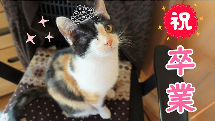 みこちゃんは正式に里親様のお家の子になりました【保護猫】
