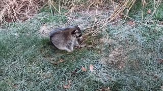 Poor Rabid Raccoon I Spied From My Room