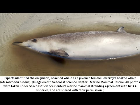Vídeo: La balena respira sota l'aigua?