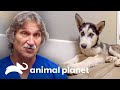 2 Adorables cachorros que sobrevivieron al parvovirus | Dr. Jeff, Veterinario | Animal Planet
