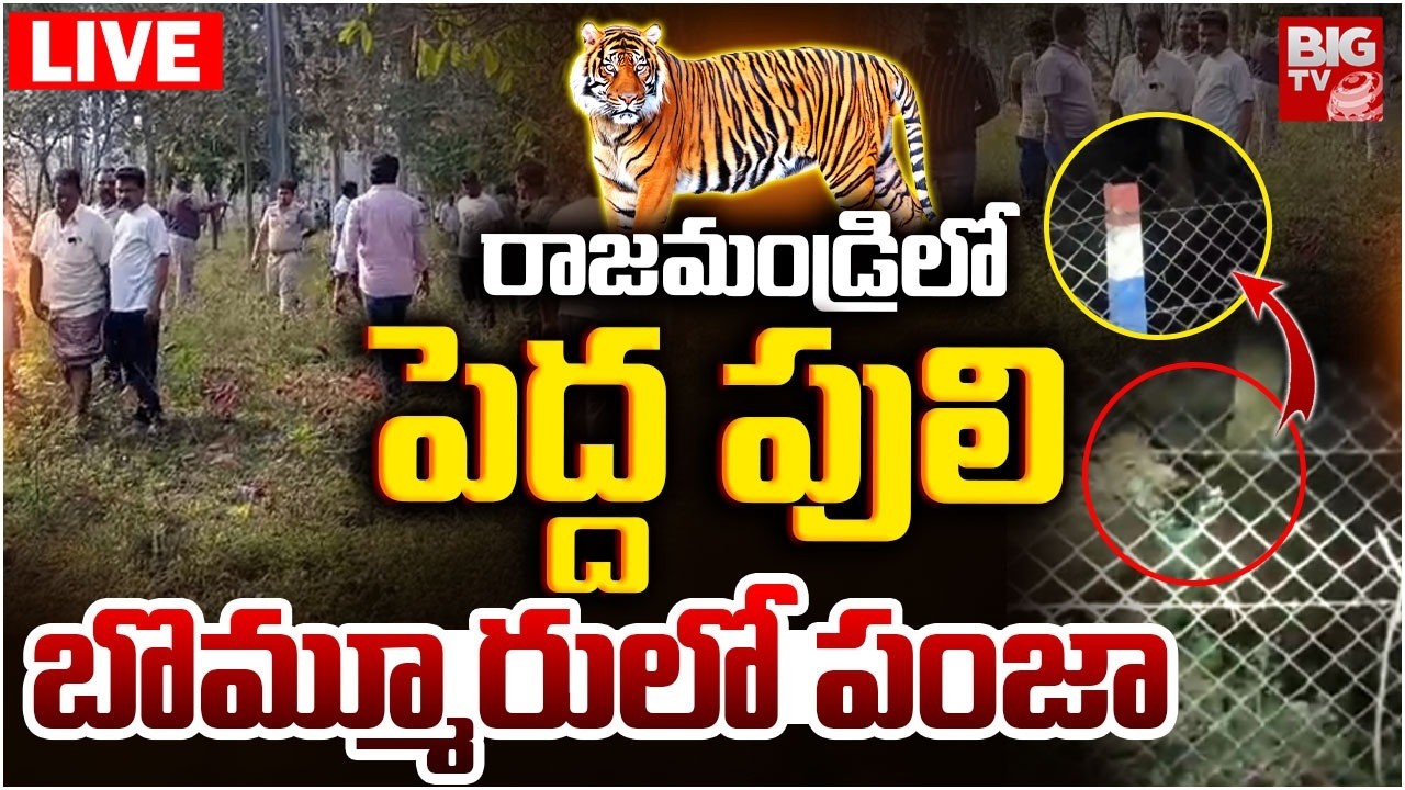 Tiger Hulchul In Rajahmundry LIVE | రాజమండ్రిలో పెద్ద పులి | Tiger CCTV Footage | BIG TV