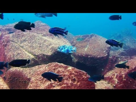 Maingano Island Lake Malawi - African Cichlids - HD Underwater Footage