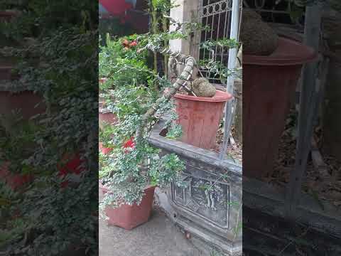 Video Dáng cây thác đổ tuyệt đẹp - youtube