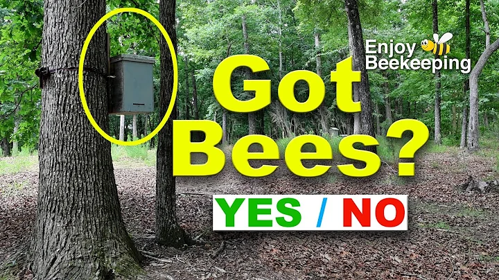 Whos Got Bees 04 30 2025