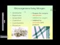 Nitrogen cycle