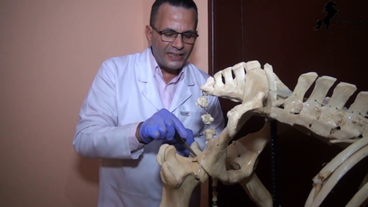 Pelvic Limb Skeleton Os Coxae