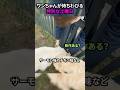 ワンちゃんが待ちわびる特別な土曜日#犬 #犬動画 #犬のいる暮らし
