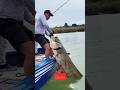 Borshi  big fishing #shorts @Fishfam @Fish4Ever @Sanny199