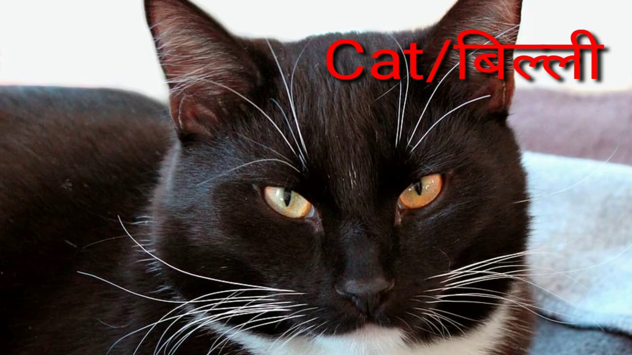 Domestic Animals - YouTube