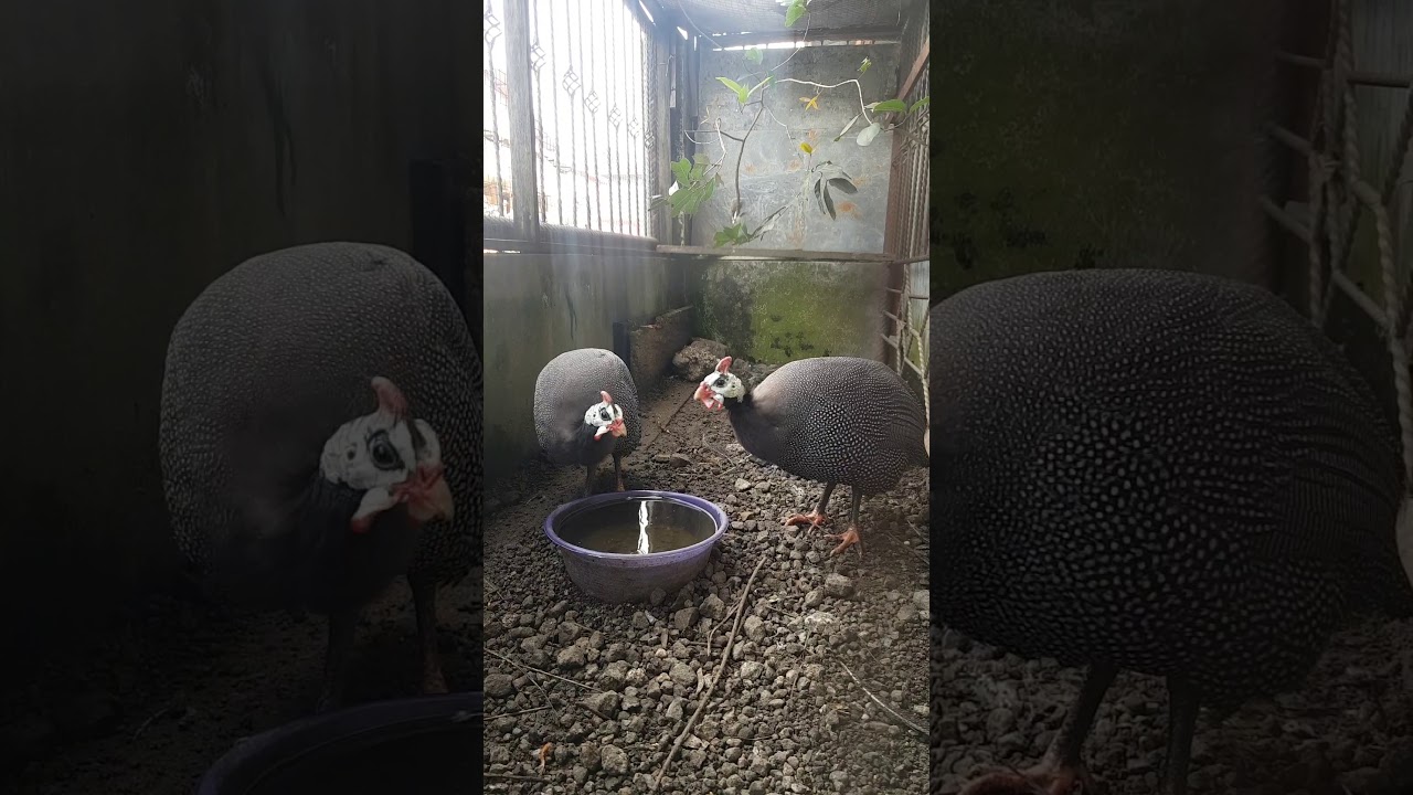 Ayam mutiara 