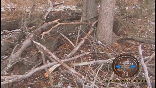 Are The Bigfoot Building Camouflage! Wood-knocks, Strange Squirrel Behavior. Please Read Below.