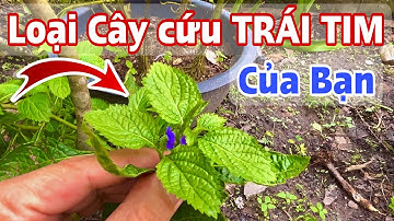 Loại Cây này sẽ Giúp Trái Tim Bạn Mạnh Khỏe. PHAN HẢI Channel