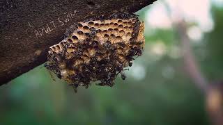 Adult Swim Bump Close Up Of Wasp Nest Fanmade