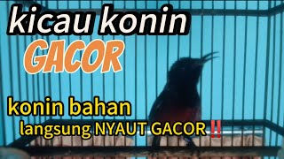 Download Lagu burung konin kicau gacor || masteran/pancingan MP3