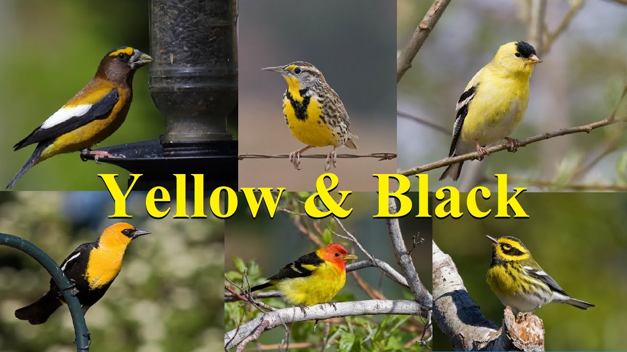 Red, Orange, and Yellow Birds Found in New Hampshire