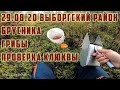 Сбор грибов / сбор брусники комбайном / проверка клюквы в Выборгском районе 29.08.20