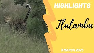 Highlights Big cats causing a commotion! 3rd March 2023