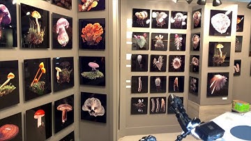 The art of found objects through the lens of Carolyn Thome