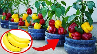 Discover The Secret To Growing Super Productive And Nutritious Giant Peppers