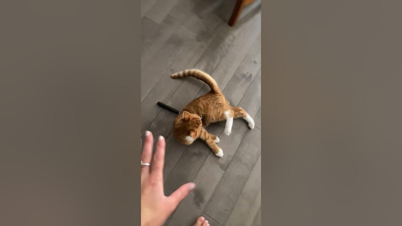 Cat Gets Stuck in Potato Masher YouTube