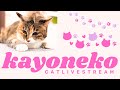 ★CatLive★29【Mee】