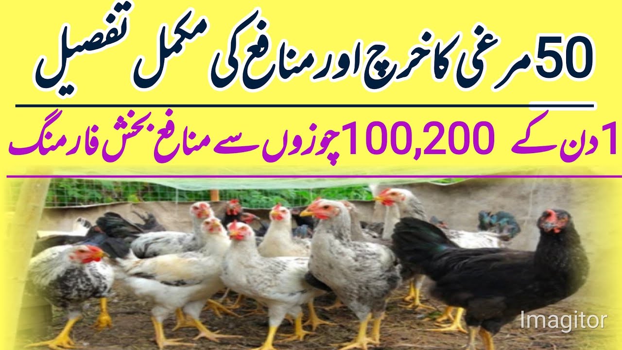 Golden Misri Hen Farming In Pakistan 100 Hens Complete Profit Details golden-misri-hen-farming-in-pakistan-100-hens-complete-profit-details