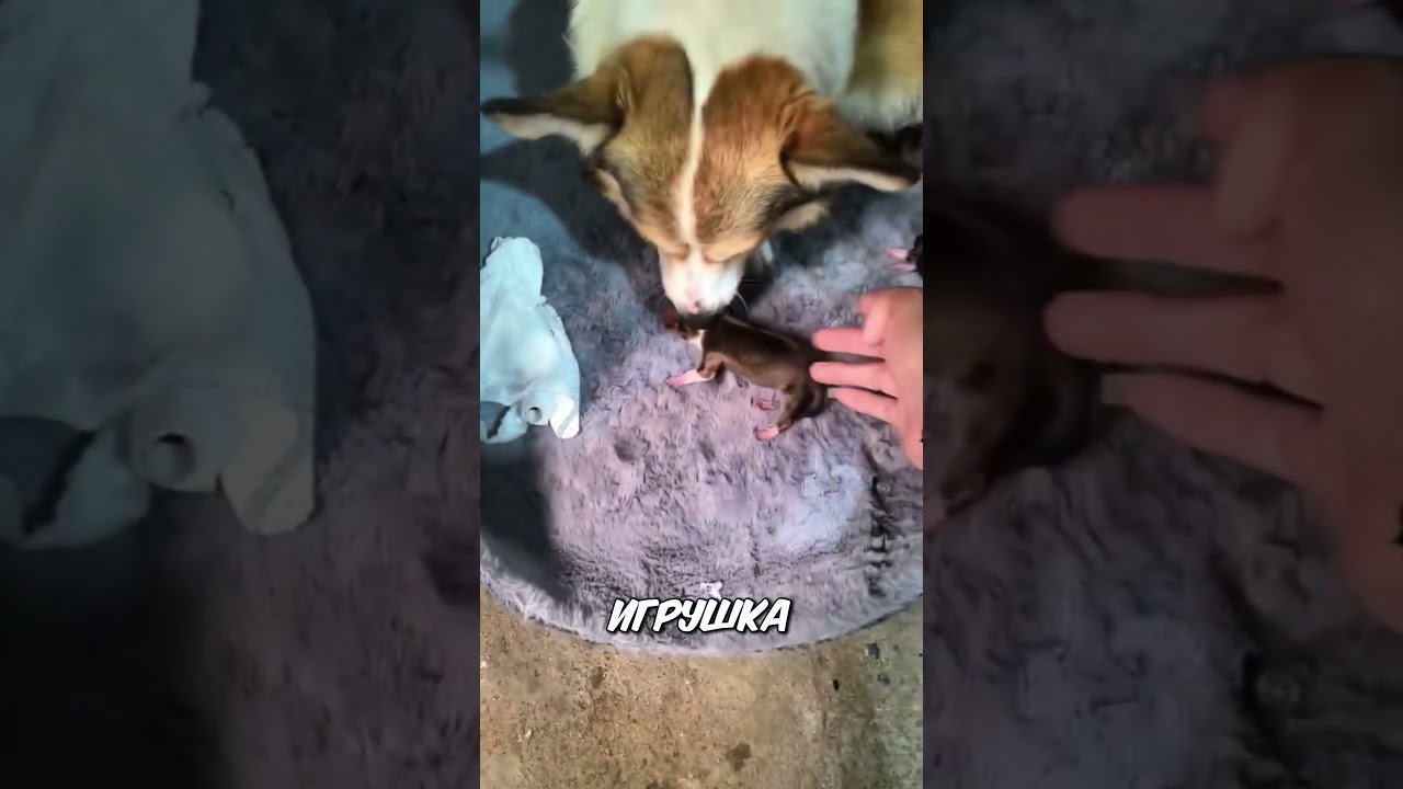 Щенок замирает после молока - что происходит? 🐶😱