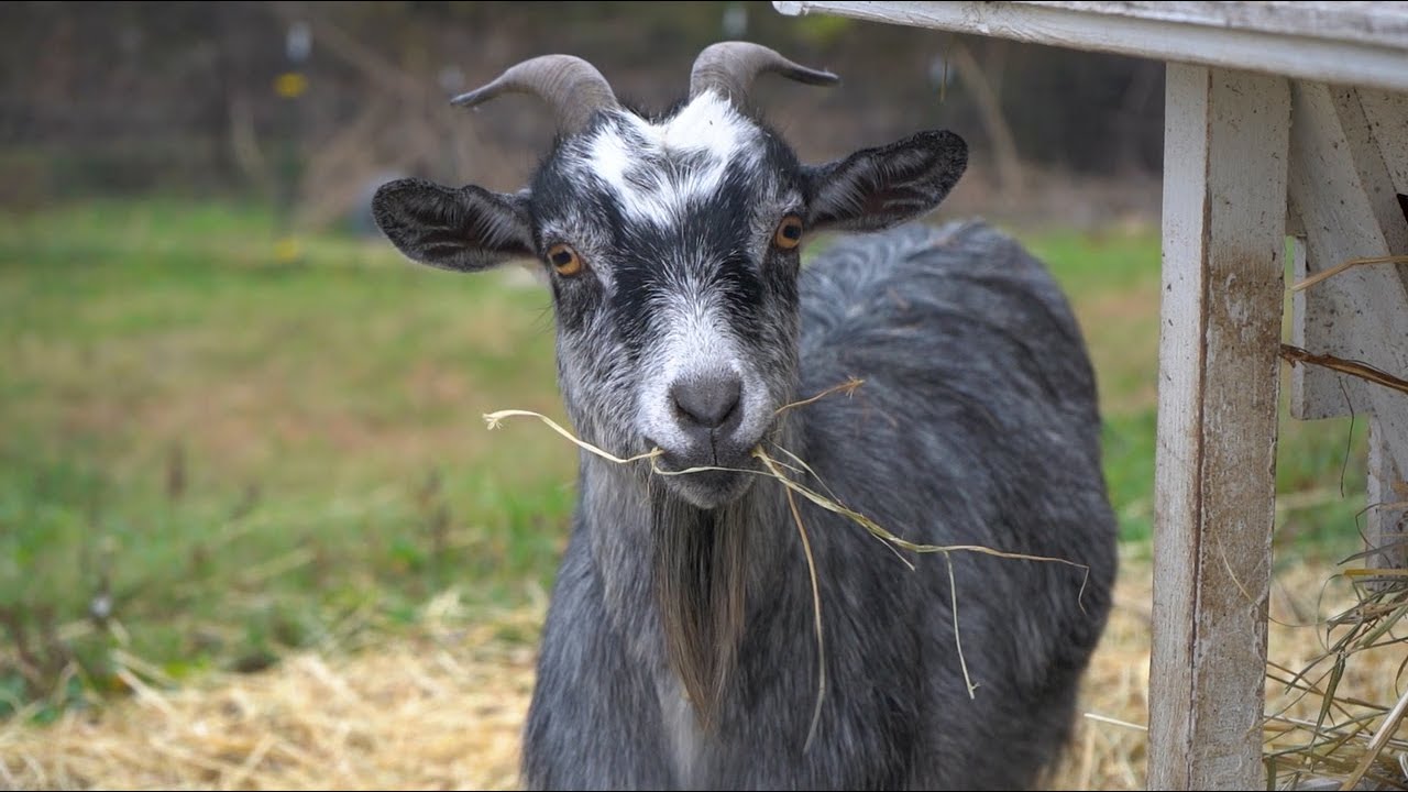 Trevecca Urban Farm