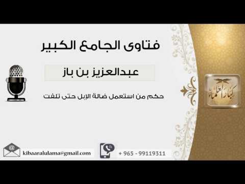 حكم من استعمل ضالة الإبل حتى تلفت بن باز مشروع كبار العلماء
