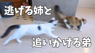 頼りになる弟にゃんこ【しゃべる猫アテレコ】