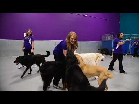 Canine Country Club - West Des Moines’ Doggy Daycare - Video Business Card