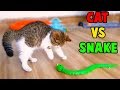 Cutest Cats, So Funny Cats Reaction to Snake Toy, Funny Cats Videos by Animals TV