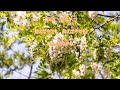 【新曲】cw♪不知火情話/「西川ひとみ」/cover teruchan ♪2024年8月7日発売