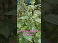 chia seed tree...#shortsvideo