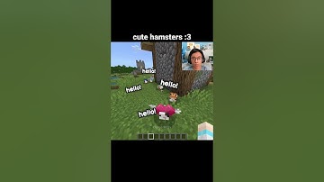 Minecraft Hamsters Moment