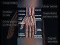 # Have you Ever placed torch behind hands