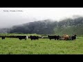 Passeio Pelas Pastagens Dos Touros - Walk Through The Bulls Pastures - Terceira Island - Azores