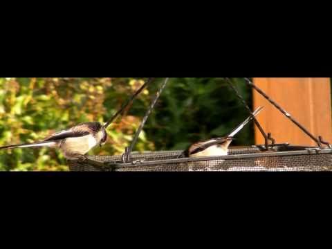 Porno taqillatmasdan kirib keldi