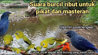Langsung lengket! Suara pikat burcil dijamin ampuh!!