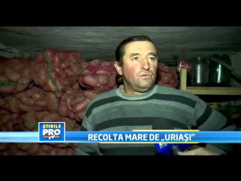 Video: Recolta De Cartofi Până în Iunie