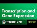 Transcription and Gene Expression